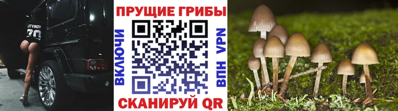 Галлюциногенные грибы Magic Shrooms  Заволжск 
